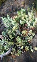 Sedum allantoides, photograph (c) Redes campesinas “La yunta", some rights reserved (CC BY)