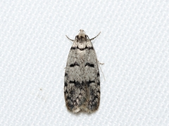Scatochresis episema
