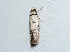 Scatochresis episema