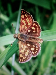 Carterocephalus