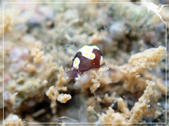 Colpodaspis thompsoni