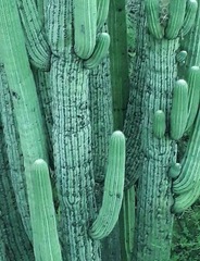 Cephalocereus