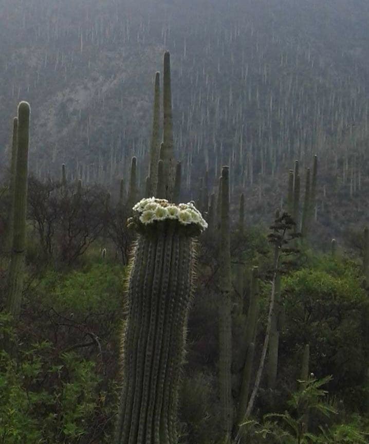 Cephalocereus tetetzo (Cephalocereus tetetzo)