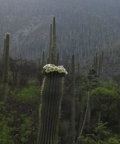 Cephalocereus tetetzo (Cephalocereus tetetzo)