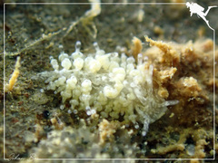 Phestilla lugubris