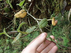 Epidendrum geminiflorum