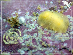 Doriopsis granulosa