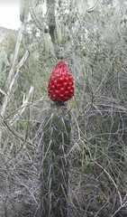 Lemaireocereus hollianus