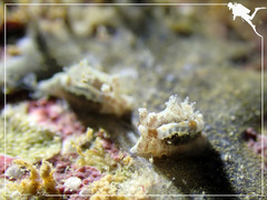 Goniodoris joubini