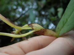 Epidendrum geminiflorum