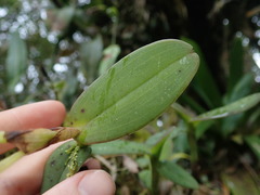 Epidendrum geminiflorum