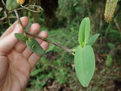 Epidendrum geminiflorum