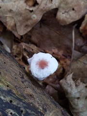 Trichoderma avellaneum