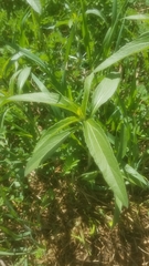 Magnoliopsida