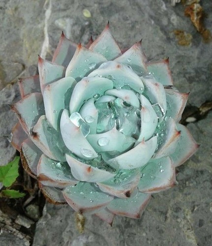Echeveria peacockii