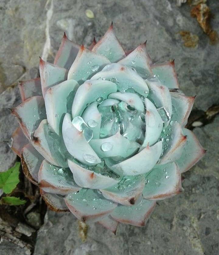 Echeveria peacockii