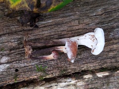 Trichoderma avellaneum