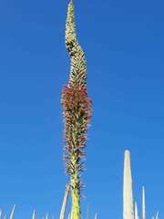 Agave obscura