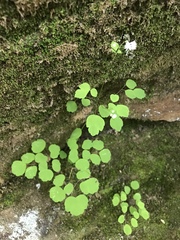 Thalictrum clavatum
