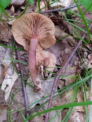 Lactarius areolatus