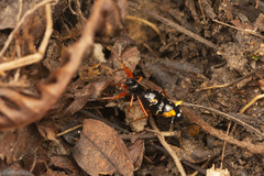 Micrathena spitzi