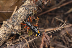 Micrathena spitzi
