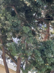 Afrocarpus gracilior