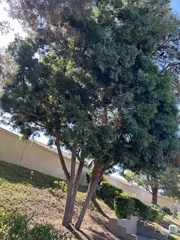 Afrocarpus gracilior