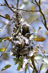 Chalcomitra senegalensis