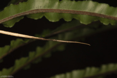 Ariamnes longissimus