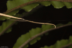 Ariamnes longissimus