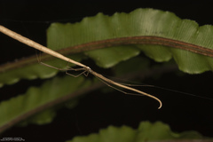 Ariamnes longissimus