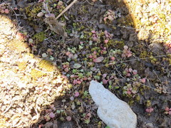 Leavenworthia