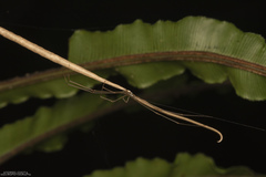 Ariamnes longissimus