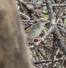 Cisticola marginatus