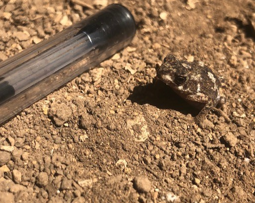 Mrora Forest Toad