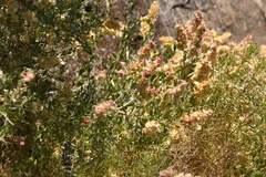 Grayia spinosa