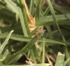 Draeculacephala minerva