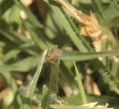 Draeculacephala minerva