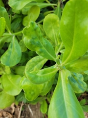 Cucumber mosaic virus