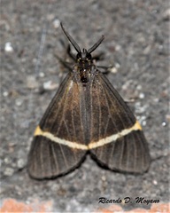 Euchlaenidia neglecta
