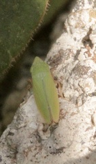 Draeculacephala minerva