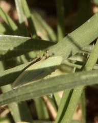 Draeculacephala minerva