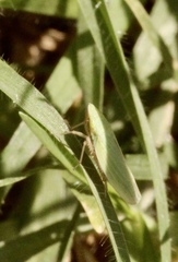 Draeculacephala minerva