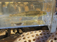 Etheostoma planasaxatile