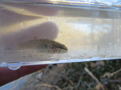 Etheostoma nigripinne