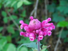 Salvia involucrata
