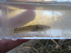 Etheostoma nigripinne
