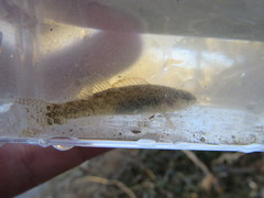 Etheostoma nigripinne