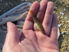 Etheostoma nigripinne